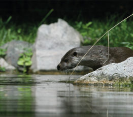 De la pollution aux obstacles sur les cours d’eau : comment lever les barrages à la biodiversité ?