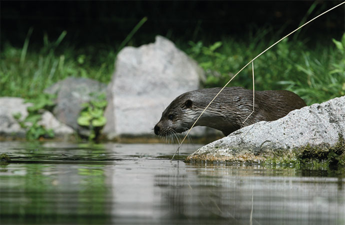 De la pollution aux obstacles sur les cours d’eau : comment lever les barrages à la biodiversité ?