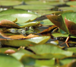 Un trésor au fond du jardin… Les mares, “points chauds” de la biodiversité