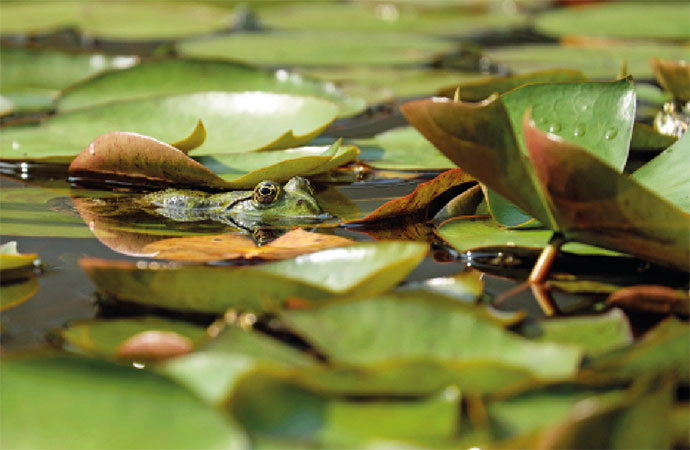 Un trésor au fond du jardin… Les mares, “points chauds” de la biodiversité