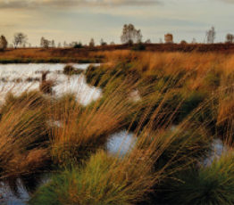 Les zones humides : des réservoirs de biodiversité à préserver