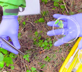 Soils biodiversity