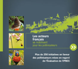 Les acteurs français se mobilisent pour les pollinisateurs