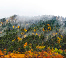 #ScienceDurable – Plaidoyer pour les forêts mélangées