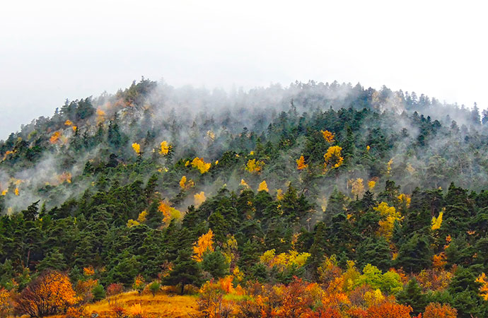 #ScienceDurable – Plaidoyer pour les forêts mélangées