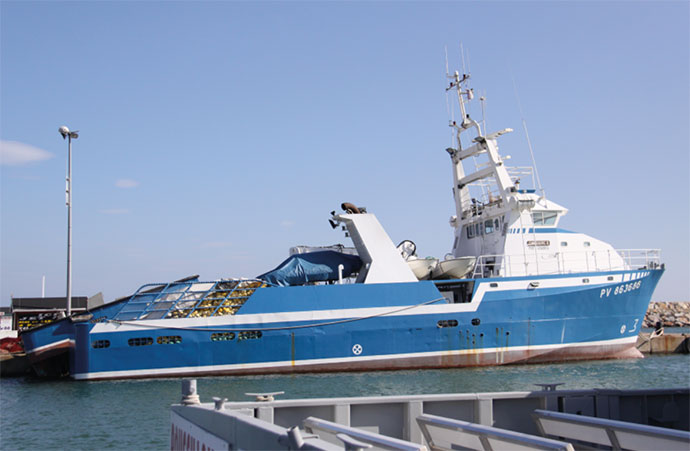 La régulation de la pêche européenne a-t-elle sauvé le thon rouge ?