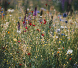 [Cesab] Postdoctorat DiveRS