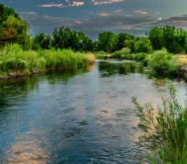 La pollution antibiotique des eaux de surface : occurrence et effets