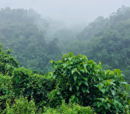 La synthèse de données au service de la flore tropicale africaine menacée