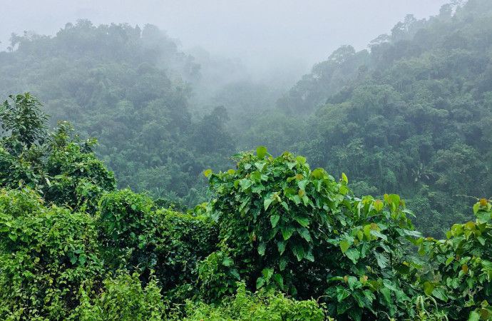 [Communiqué] La synthèse de données au service de la flore tropicale africaine menacée