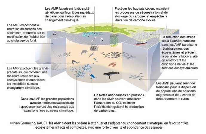 Les réserves marines peuvent atténuer les effets du changement climatique et favoriser l’adaptation des écosystèmes et des populations