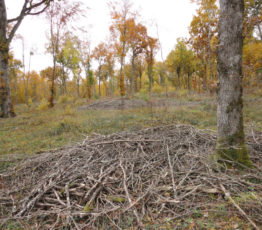 #ScienceDurable – Production de bois-énergie et impacts sur la biodiversité européenne