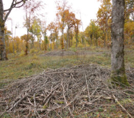 [Synthèse] Production de bois-énergie et impacts sur la biodiversité européenne