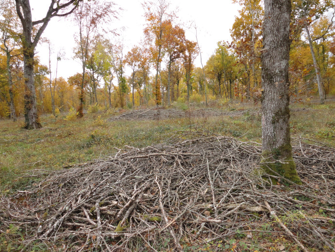 [Synthèse] Production de bois-énergie et impacts sur la biodiversité européenne