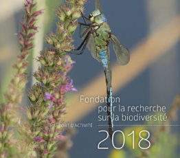 Rapport d’activité 2018
