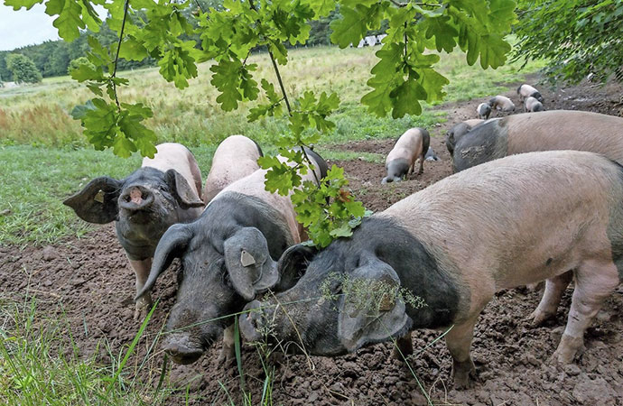 Comment le vieux porc Souabe a rendu leur dignité aux éleveurs allemands de Hohenlohe