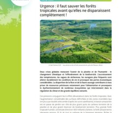 Urgence : il faut sauver les forêts tropicales avant qu’elles ne disparaissent complètement !