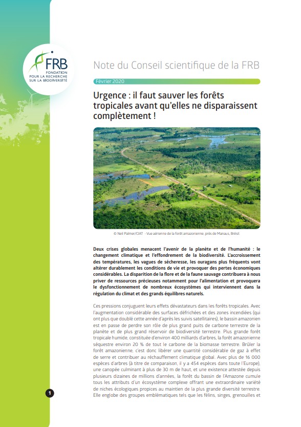 Urgence : il faut sauver les forêts tropicales avant qu’elles ne disparaissent complètement !