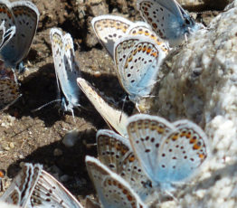 Les sites Natura 2000 ont-ils aussi un impact sur les espèces d’oiseaux et de papillons non ciblées ?