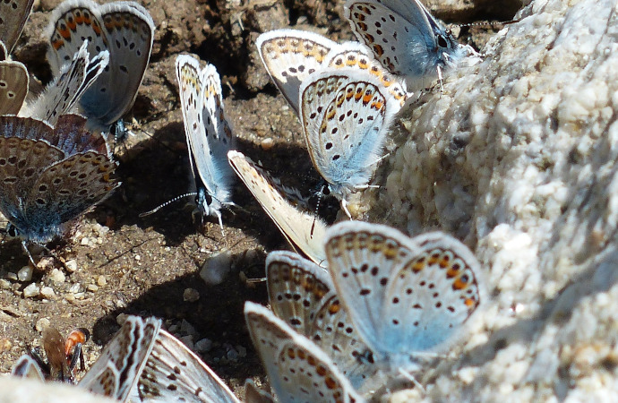 Les sites Natura 2000 ont-ils aussi un impact sur les espèces d’oiseaux et de papillons non ciblées ?