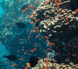 [#ScienceDurable] En mars, la campagne s’intéresse à la conservation et la gestion durable du milieu marin