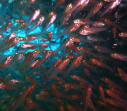 #ScienceDurable – L’ADN des poissons récifaux se dévoile