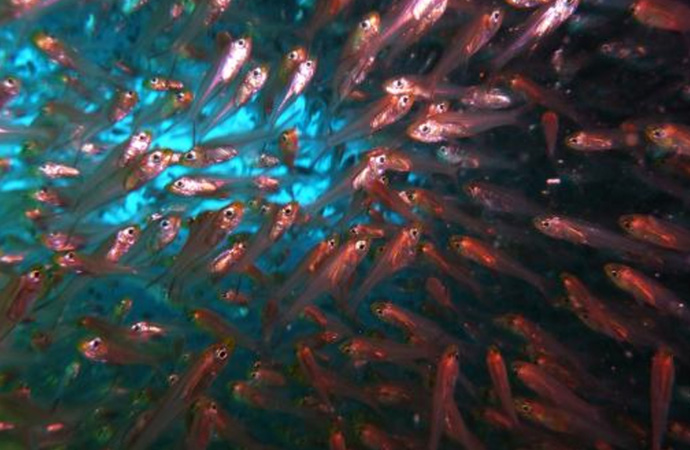 #ScienceDurable – L’ADN des poissons récifaux se dévoile