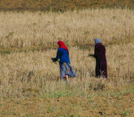 #ScienceDurable – Du blé africain contre le changement climatique