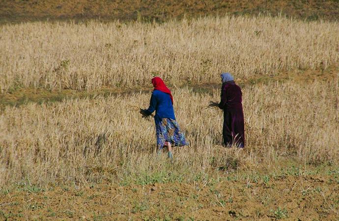 #ScienceDurable – Du blé africain contre le changement climatique