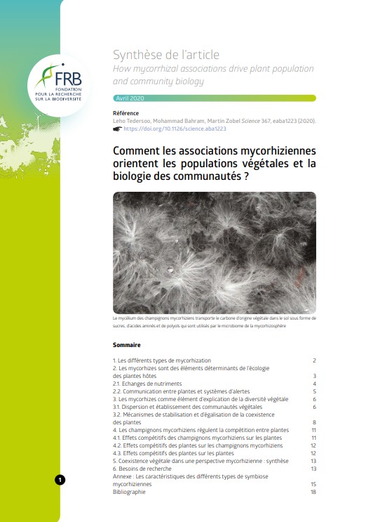 Comment les associations mycorhiziennes orientent les populations végétales et la biologie des communautés ?