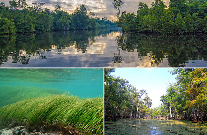#ScienceDurable – Les écosystèmes côtiers, puits de carbone bleu