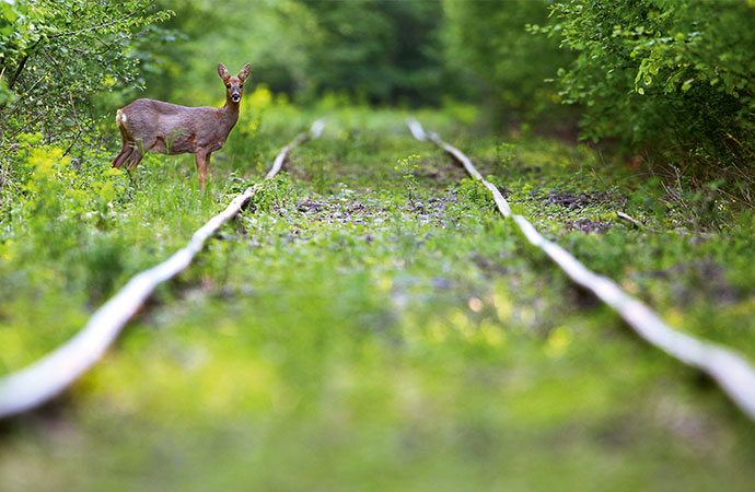 [Appel à projets – BiodivERsA]