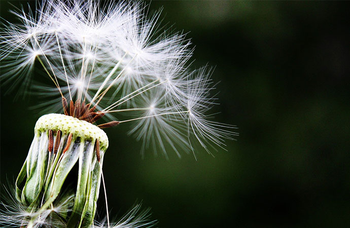 [#ScienceDurable] En juin, la campagne s’intéresse à la conservation et restauration de la vie terrestre