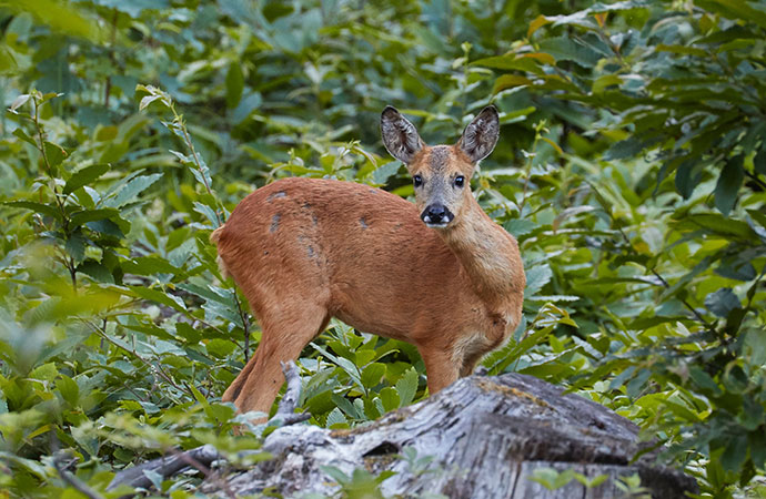 The Link Between Covid-19 and Biodiversity: A Report Commissioned by the French Public Authorities