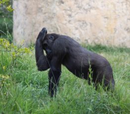 D’une économie de la biodiversité à une économie de la conservation de la biodiversité