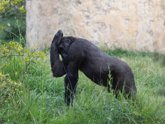 D’une économie de la biodiversité à une économie de la conservation de la biodiversité