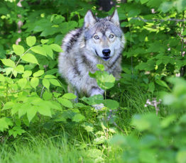 #ScienceDurable – Des loups, des cerfs… et nous