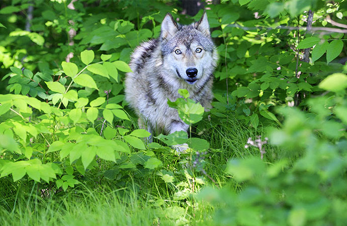 #ScienceDurable – Des loups, des cerfs… et nous