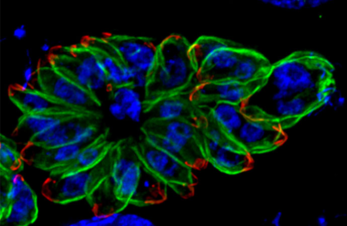 #ScienceDurable – Dans le laboratoire du MNHN, les vers parasites source d’étude et d’inspiration médicale