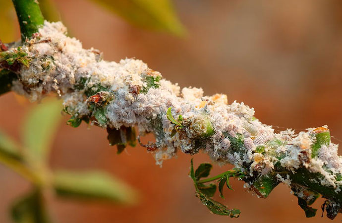 #ScienceDurable – Sous les tropiques, la lutte biologique peut limiter la déforestation et l’érosion de la biodiversité