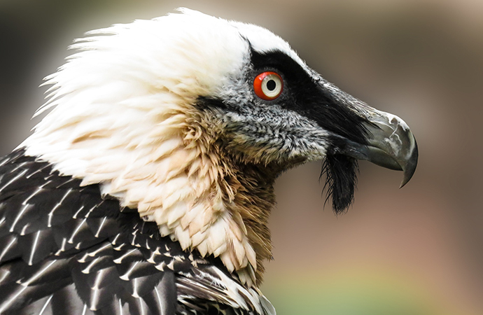 #ScienceDurable – Le déploiement de la biologie de la conservation