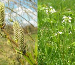 #ScienceDurable – Restaurer et recycler grâce aux plantes