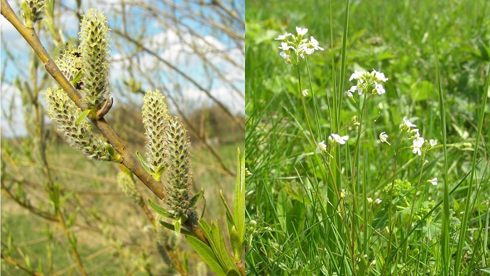 #ScienceDurable – Restaurer et recycler grâce aux plantes