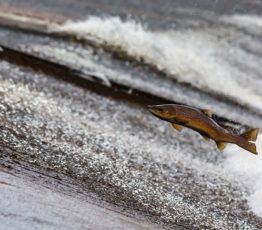 #ScienceDurable – La disparition des poissons migrateurs n’est pas inéluctable