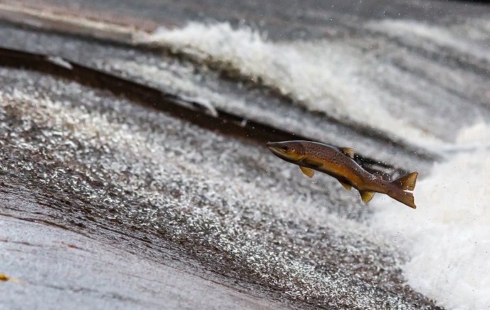 #ScienceDurable – La disparition des poissons migrateurs n’est pas inéluctable