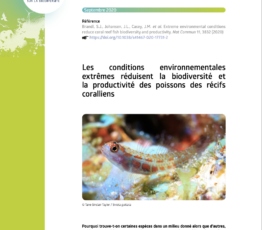 Les conditions environnementales extrêmes réduisent la biodiversité et la productivité des poissons des récifs coralliens