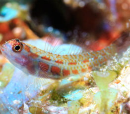 Les conditions environnementales extrêmes réduisent la biodiversité et la productivité des poissons des récifs coralliens