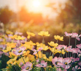 #ScienceDurable – Comment faire de votre jardin un havre de biodiversité