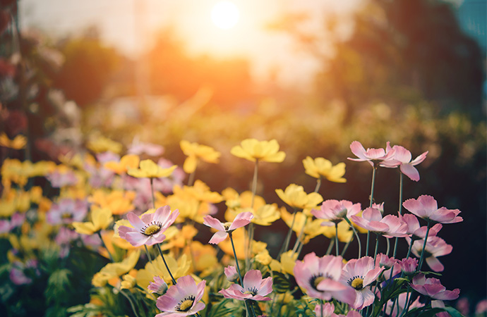 #ScienceDurable – Comment faire de votre jardin un havre de biodiversité