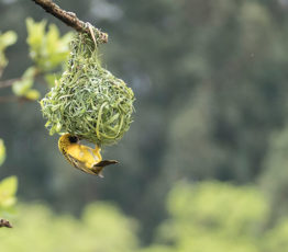 Un « filet de sécurité mondial » pour inverser la perte de biodiversité et stabiliser le climat de la Terre